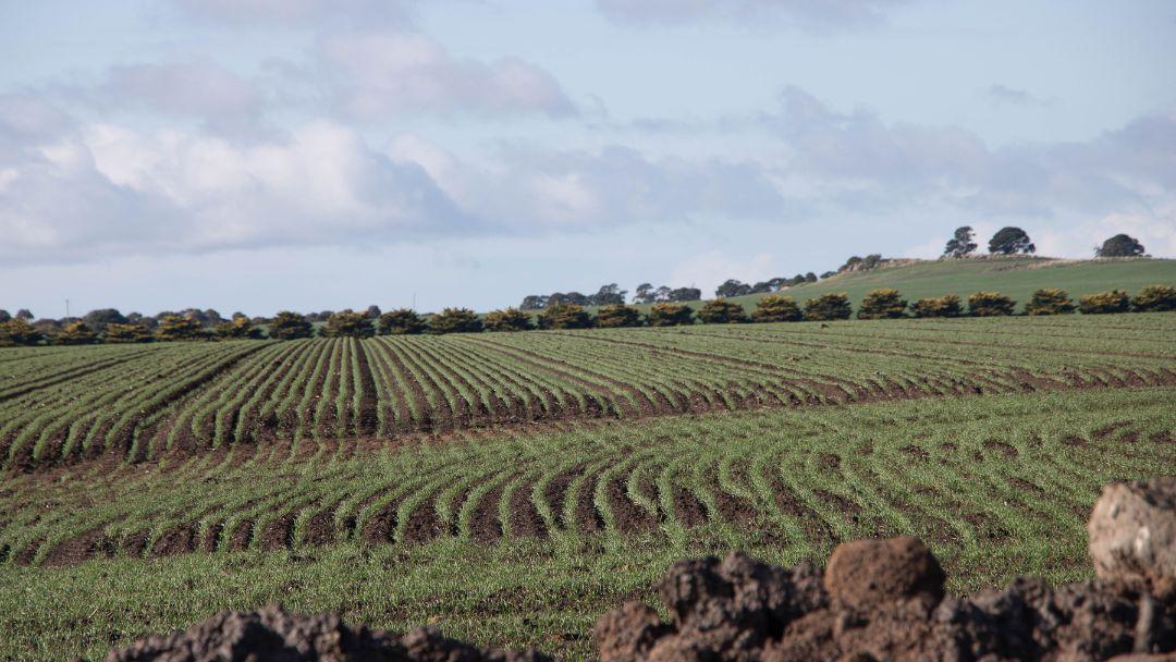 The crops are sown on 25 cm row spacing into the 3 m wide raised beds, and the Langleys prefer to retain stubble to conserve nutrients and provide a weed-suppressive mulch layer.